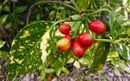 Aucuba Japonica